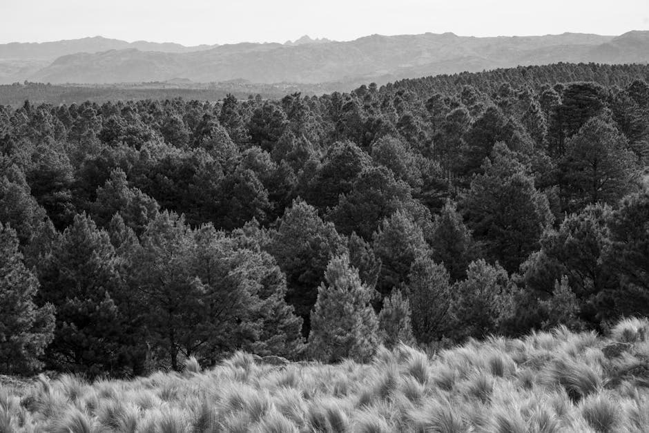 Explore a serene monochrome view of a dense forest in Córdoba, Argentina with distant mountains.