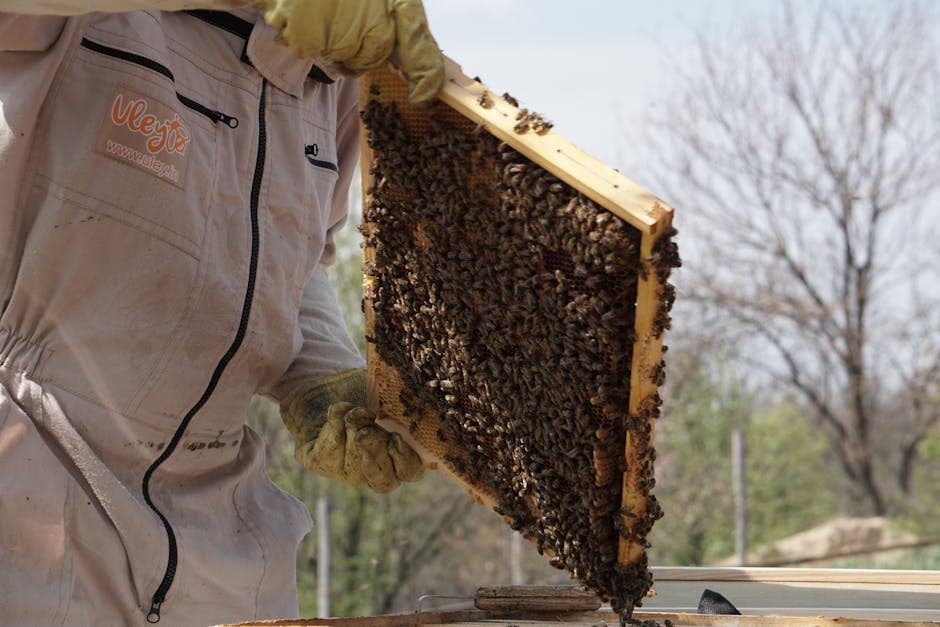 A beekeeper examines a honey bee frame in natural sunlight, showcasing beekeeping expertise.