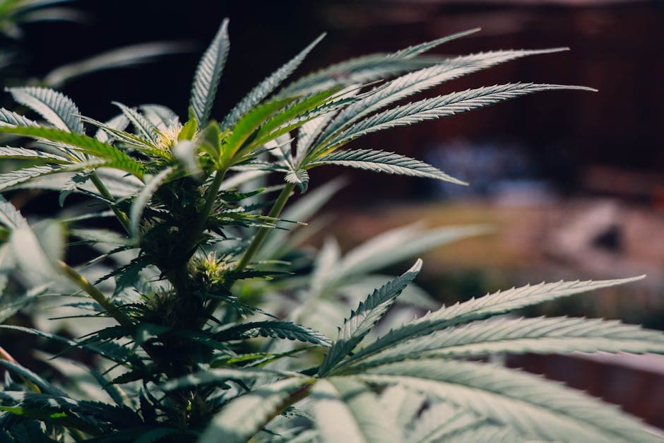 Detailed view of cannabis plant showcasing vibrant green leaves and outdoor setting, perfect for medical and botanical themes.