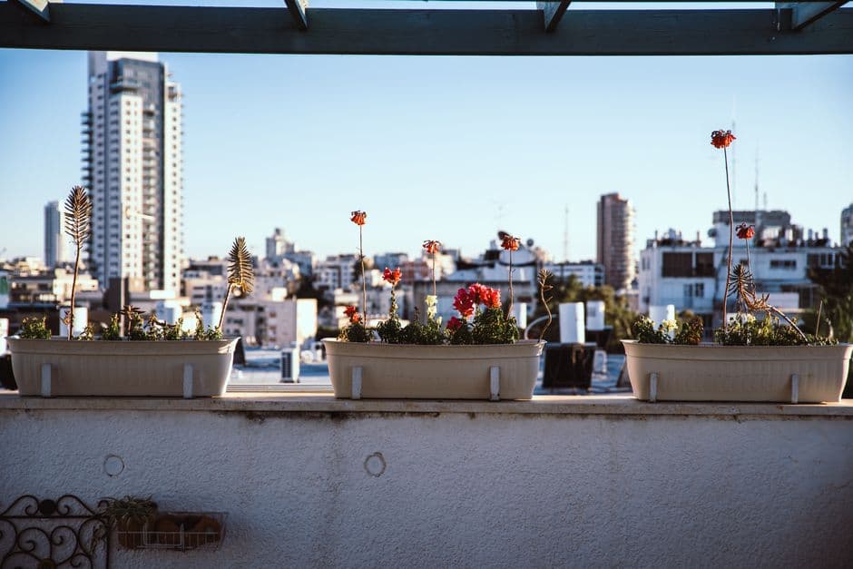 City skyline view from a balcony with flower pots under a clear blue sky. Urban garden setting.