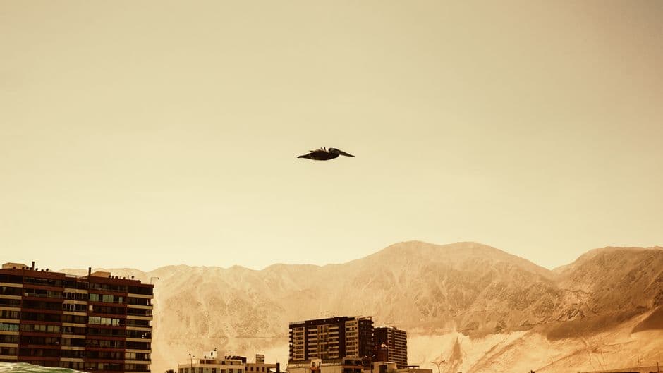 A sepia toned view of a pelican flying above Iquique, Chile, with mountains in the background.