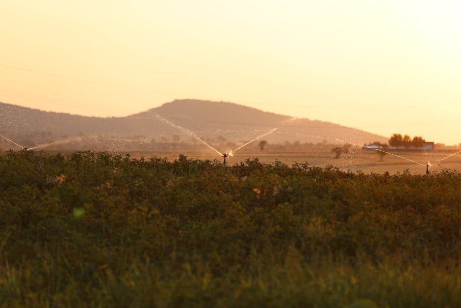 Lush agricultural field with irrigation system during sunset, creating a serene landscape.