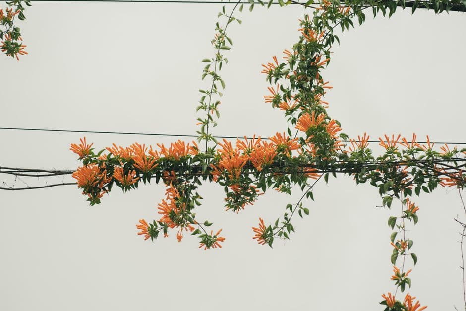 Orange flowers of a climbing vine wrapped around power lines in Córdoba, Argentina.