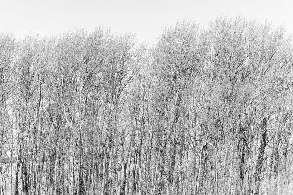 A serene black and white image of bare trees in winter, showcasing natural symmetry.