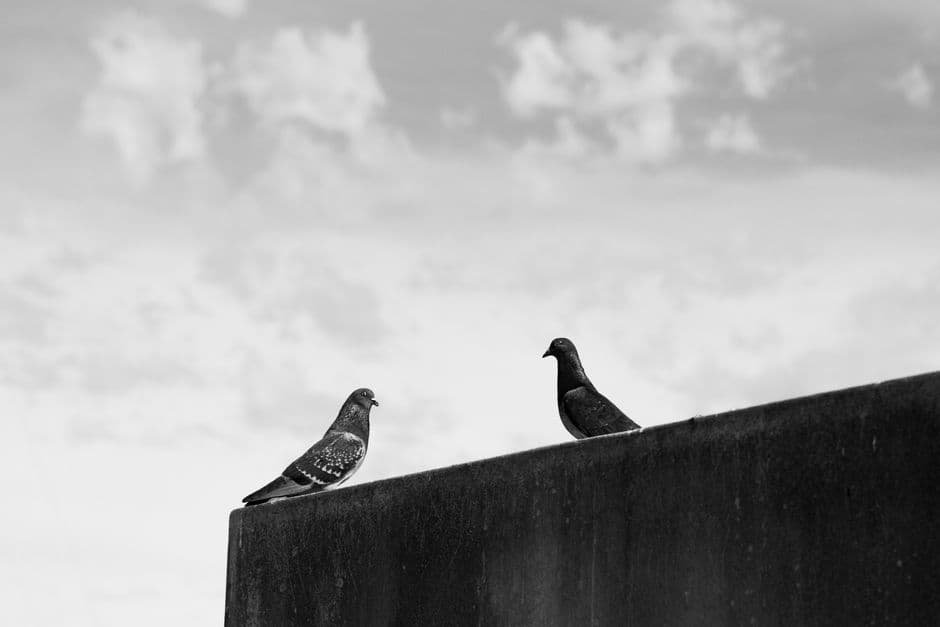 Black and white photo of two pigeons perched on a wall under a cloudy sky in Buenos Aires.