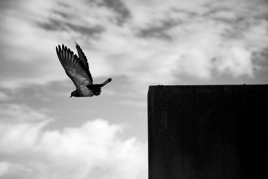 A dramatic black and white photo of a pigeon flying past a building edge in Buenos Aires.