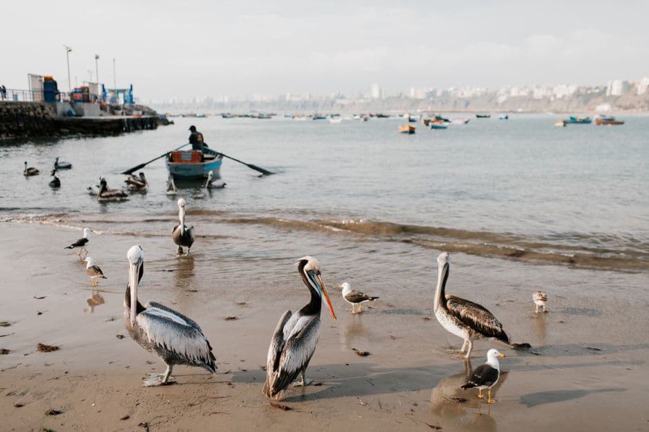 Wild pelicans and white seagulls walking along sandy coastline with old pier and fishing boats on cloudy day