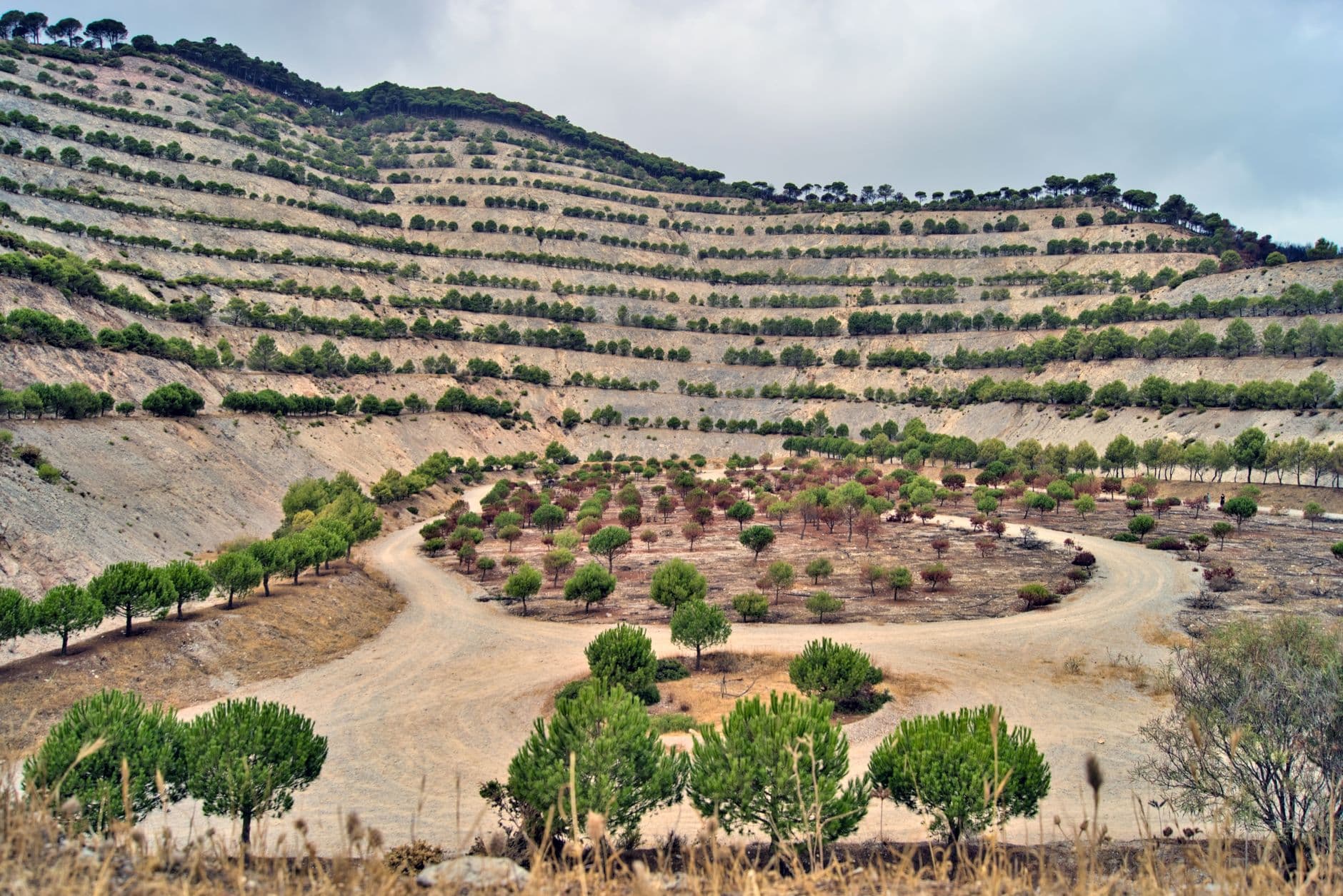 Beautiful terraced hills showcasing a rural landscape with scattered trees and a winding dirt path.