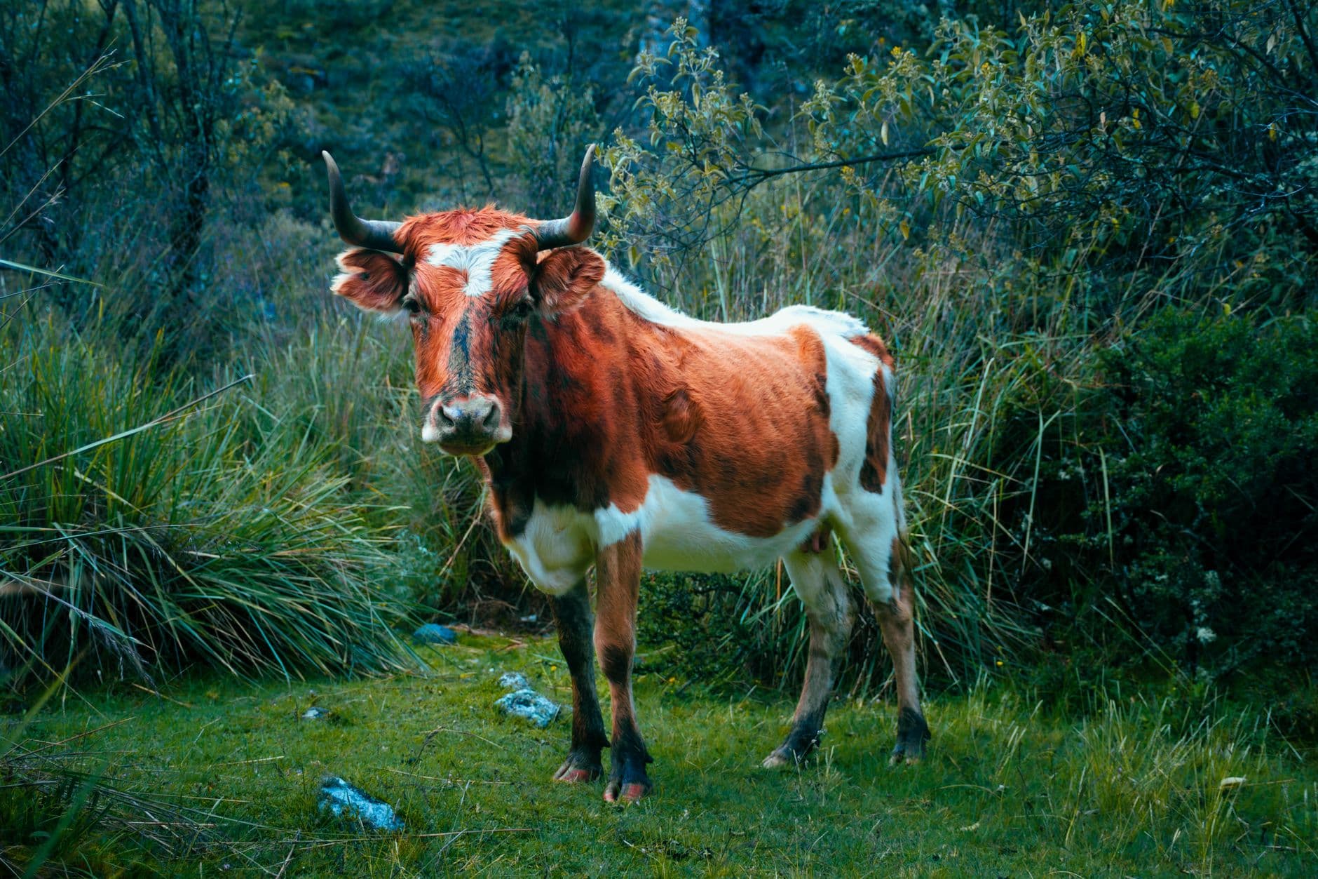 Photograph of a bull standing in a lush green field in Lima, Peru.
