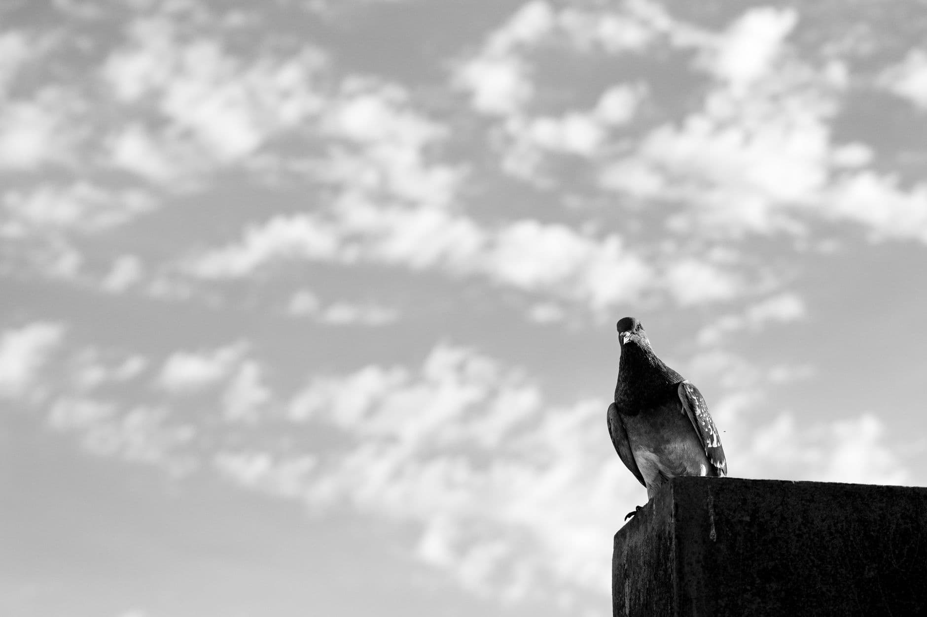 Monochrome image of a pigeon perched on a ledge with a cloud-filled sky in Buenos Aires.