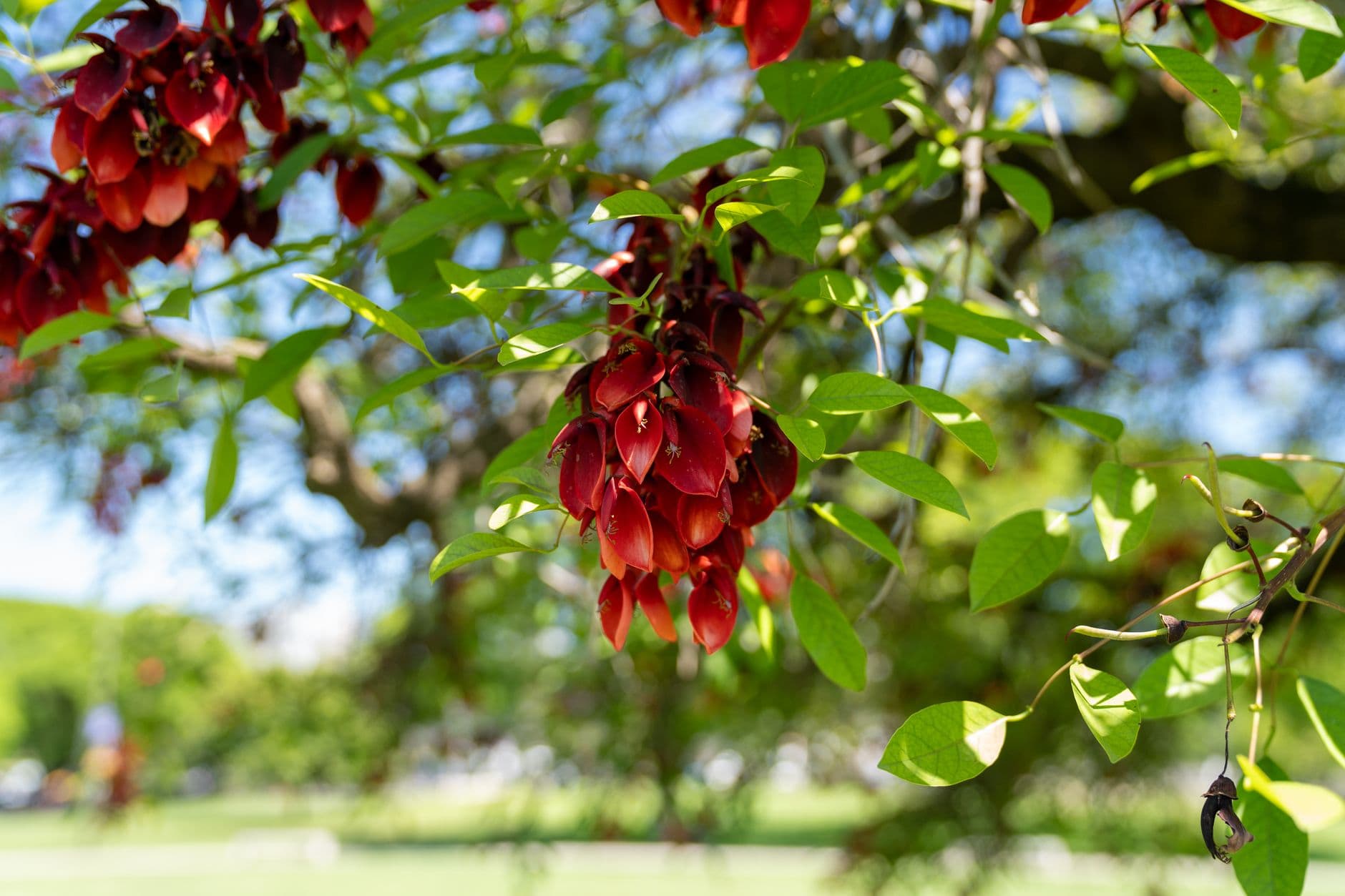 Vibrant red flowers and green leaves captured in a sunny Buenos Aires park.