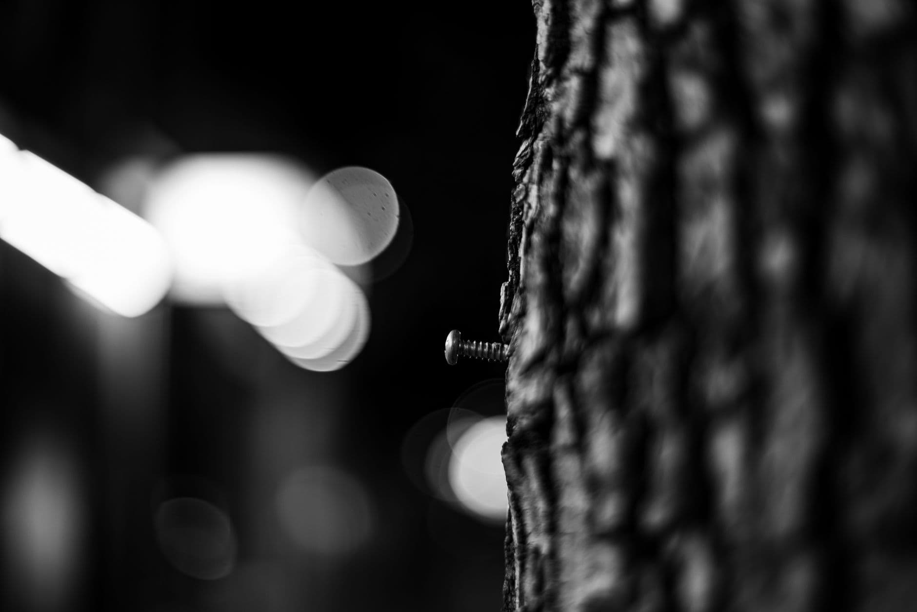 Artistic black and white photo of a screw in tree bark with blurred bokeh background.