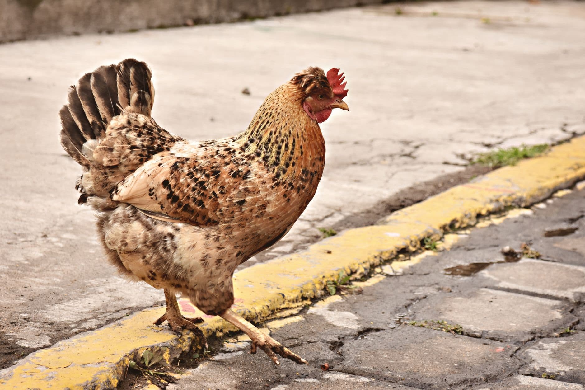 A speckled chicken walking on a cobblestone street in an urban environment.