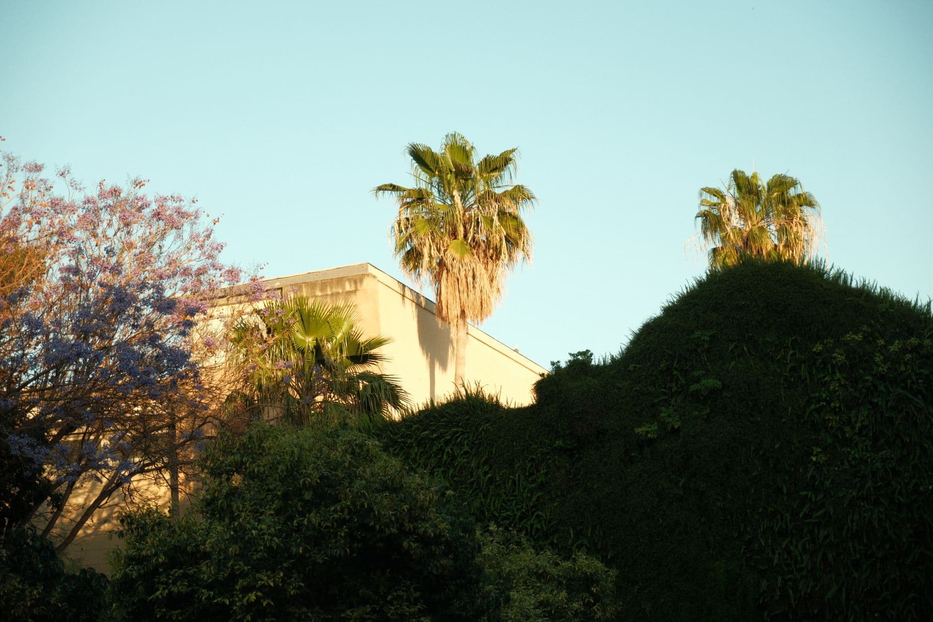 Lush greenery and palm trees in a serene urban setting in Spain, showcasing vibrant nature.