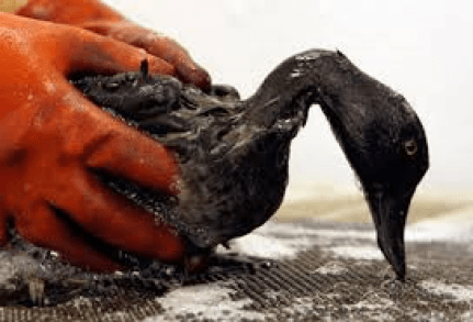 Tribunal de EEUU dictamina conducta negligente de multinacional británica en derrame de petróleo.