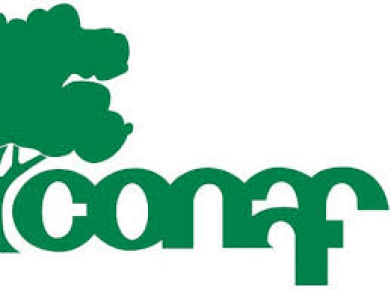 CPLT declara inadmisible amparo de acceso a la información contra CONAF.
