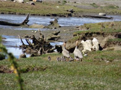 Tercer Tribunal Ambiental decreta medida cautelar para proteger ave en peligro de extinción.