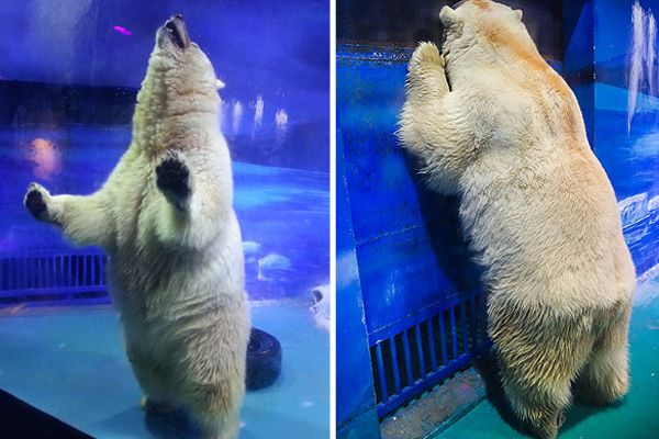 Polémica mundial por zoológico dentro de mall en China que expone animales en cautiverio.
