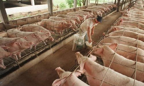 Segundo Tribunal Ambiental confirma decisión de Comisión de Evaluación Ambiental O’Higgins que desestimó invalidar aprobación de plantel de cerdos.