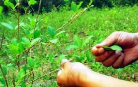TC Plurinacional de Bolivia rechazó inconstitucionalidad presentada por parlamentarios opositores contra artículos de la Ley General de la Coca que legaliza nuevas áreas de cultivos de esa planta en trópico de Cochabamba.