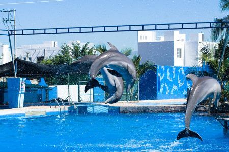 CS de México declaró que es constitucional la prohibición del uso de mamíferos marinos en espectáculos itinerantes, como circos y ferias.