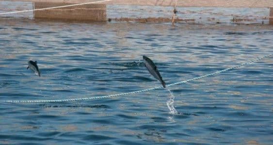 Tercer Tribunal Ambiental rechaza reclamaciones de proyectos salmoneros en Valdivia y Mariquina.