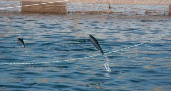 Tercer Tribunal Ambiental rechaza reclamaciones de proyectos salmoneros en Valdivia y Mariquina.