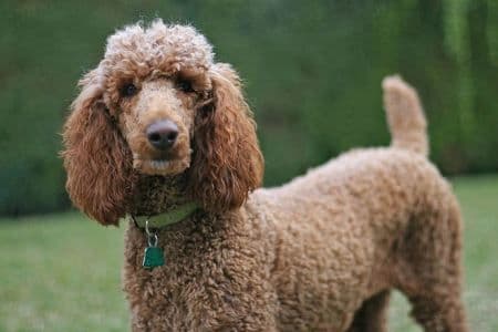 Publican «Cortar la cola o las orejas a las mascotas o regalarlas como premio ya está prohibido en España».