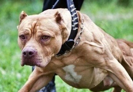 CC de Colombia establece que dueños de perros peligrosos son responsables por daños que ocasionen.