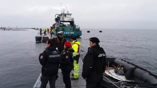 SMA solicita al Tercer Tribunal Ambiental autorización para ordenar detención del Centro Punta Redonda de Marine Harvest.