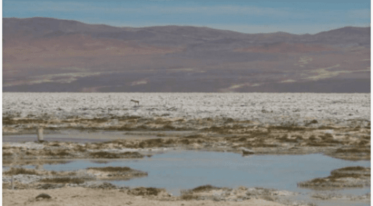 Segundo Tribunal Ambiental acogió reclamación de SQM contra SMA por rechazar programa de cumplimiento de Pampa Hermosa.