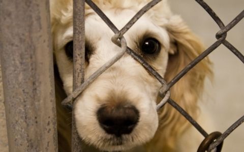 En España: Se revoca sentencia que absolvía a 3 acusados de maltrato animal en una residencia de animales.