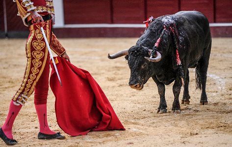 Acerca de las corridas de toro en Perú: ¿Qué ha dicho el Tribunal Constitucional de ese país?