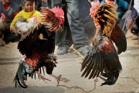 CS de México declaró constitucional prohibición de pelea de gallos en Veracruz.