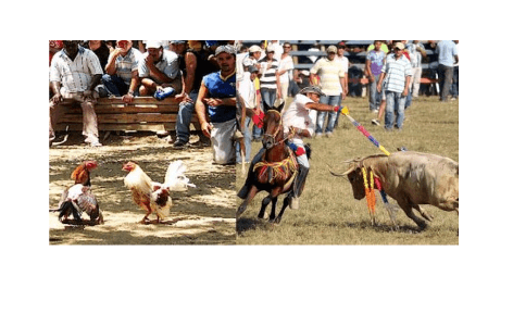 Entrevista a Doctor en Derecho Domingo García Belaúnde, a propósito de una demanda de inconstitucionalidad contra la tauromaquia y las peleas de gallos que deberá conocer el TC de Perú.