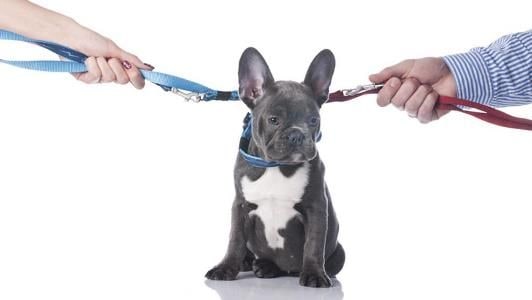 En España: Primera sentencia que otorga la custodia compartida del perro en caso de separación.