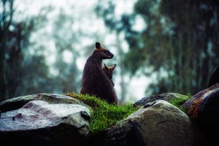 Las acciones que emprende Australia para proteger a sus especies nativas amenazadas.