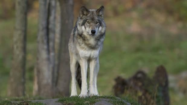 TJUE indica que la protección de especies animales se extiende aunque ellas hayan dejado su hábitat natural.