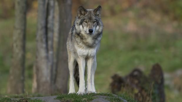 TJUE indica que la protección de especies animales se extiende aunque ellas hayan dejado su hábitat natural.
