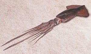 TC escuchó alegatos de fondo de inaplicabilidad que impugna norma que prohibiría a pesquera capturar jibia por medio de cualquier arte de pesca que no sea la potera o línea de mano.