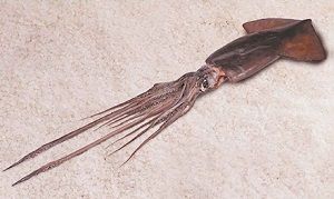 TC escuchó alegatos de fondo de inaplicabilidad que impugna norma que prohibiría a pesquera capturar jibia por medio de cualquier arte de pesca que no sea la potera o línea de mano.