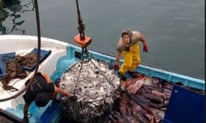 TC rechazó inaplicabilidad que impugnaba norma que prohibiría a Pesquera a capturar jibia por medio de cualquier arte de pesca que no sea la potera o línea de mano.