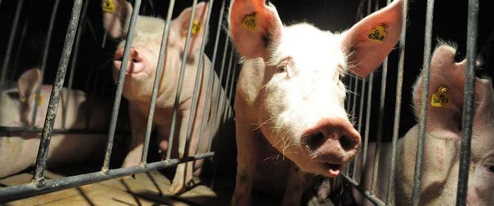 Suiza analiza sumar los derechos de los animales domésticos a su Constitución.