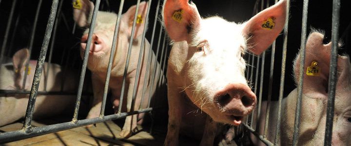 Suiza analiza sumar los derechos de los animales domésticos a su Constitución.