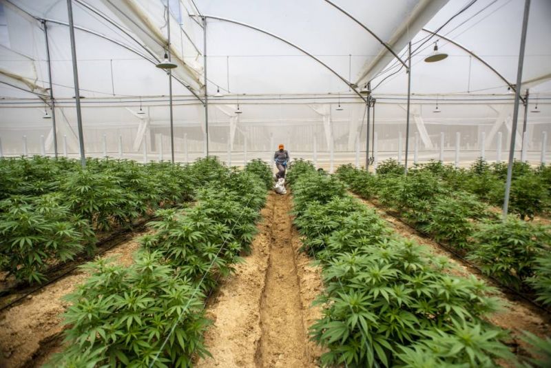 Condenan a prisión a tres miembros de una asociación para el estudio del cannabis en España.