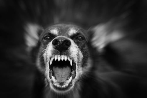 Tribunal español absuelve a cazador que mató a un perro de una pareja que paseaba.
