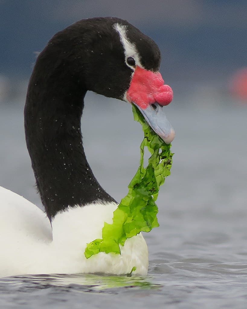 Tercer Tribunal Ambiental rechaza solicitud de medida cautelar en reclamación contra SEA por rechazar las reclamaciones administrativas deducidas con motivo de la calificación favorable de un proyecto de Planta Procesadora en Puerto Natales.