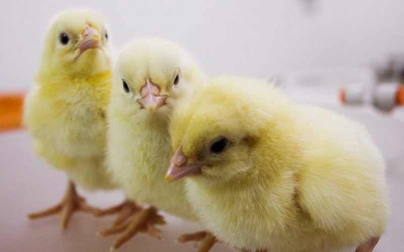 Imagen: comercialveterinaria.com