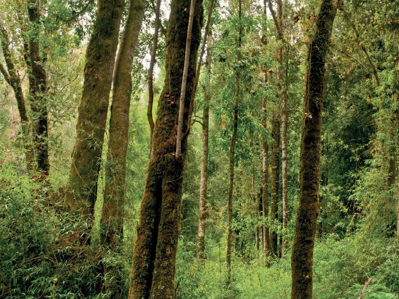 Imagen: Revista Contratistas Forestales.