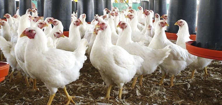 CS confirmó sentencia del Segundo Tribunal Ambiental que ordenó a la SMA dictar nueva resolución sancionatoria contra planteles avícolas ubicados en Talca.